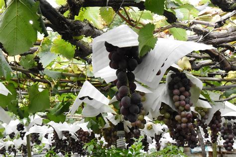 葡萄好種嗎